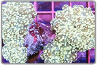 Branching Frogspawn Coral
